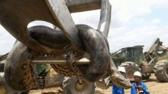 Un anaconda géant de plus de 400 kg découvert au Brésil par des ouvriers