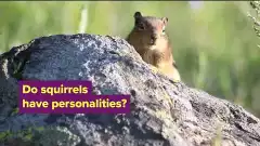 UC Davis publie une étude sur les personnalités des écureuils | Futura