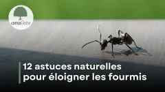 12 méthodes naturelles pour éloigner les fourmis