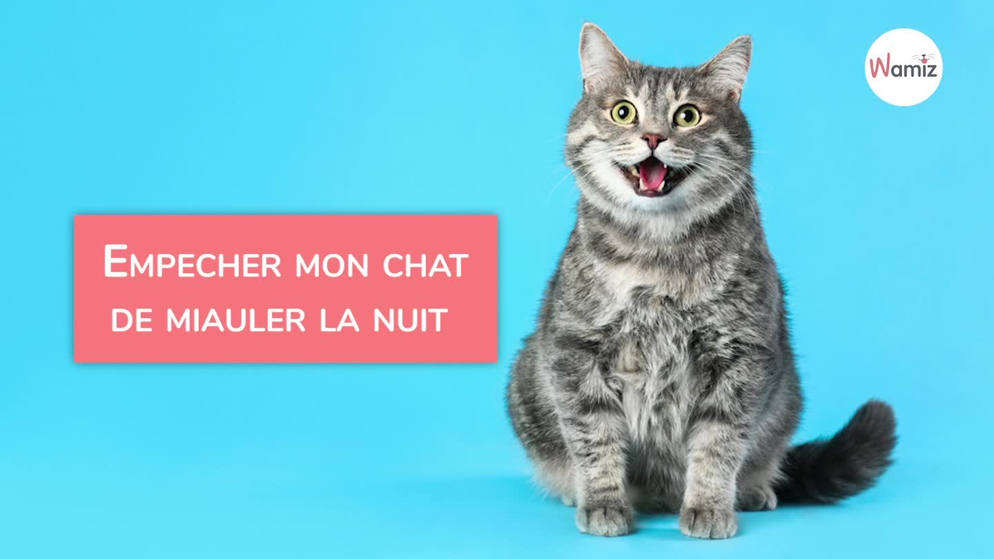 Pourquoi Mon Chat Miaule La Nuit Et Comment L En Empecher