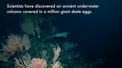 Underwater volcano still active and covered in a million giant skate eggs