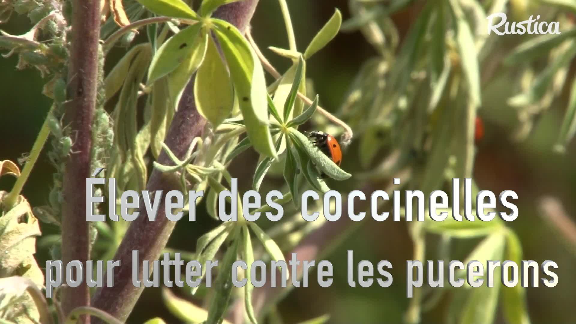 L levage des coccinelles pour liminer naturellement les pucerons