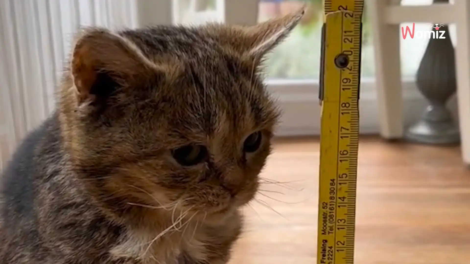 Gulli - 😻 En plus d'être troooop mignons, les chats sont des anti-stress !  😂😂 Tu le savais ?