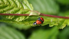 L’accouplement épique de deux coccinelles au cœur de l’été