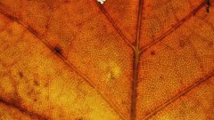 Un magnifique timelapse de feuilles prenant leur teinte d'automne