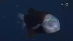 Le poisson Barreleye a une tête transparente et des yeux tubulaires | Futura