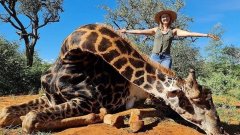 Cette chasseuse de trophées pose fièrement avec le coeur d'une girafe qu'elle vient d'abattre