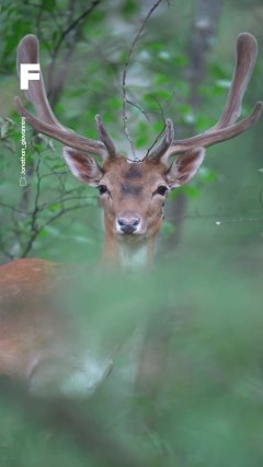 Instinctif - Photographies