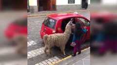 Un lama prend un taxi avec ses propriétaires