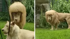 Un lion blanc photographié avec une frange droite est devenu une superstar sur le Net