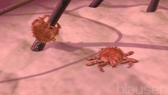 Pubic Lice (Crabs)