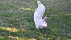 Une mutation perturbe la locomotion saltatoire chez le lapin | Futura