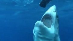 Le terrifiant face-à-face entre un énorme requin blanc et un plongeur