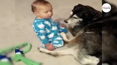 Le bébé s’endort et s’effondre sur le chien : sa réaction laisse tout le monde sans voix