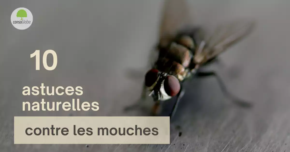 Que faire Contre les Mouches à la Maison - 20 Astuces Anti-mouche Naturel -  Tout pratique