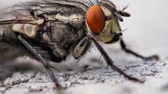 10 astuces naturelles contre les mouches