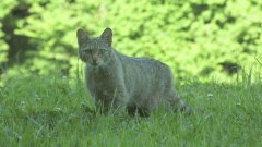 Le chat sauvage ou chat forestier, allié des agriculteurs