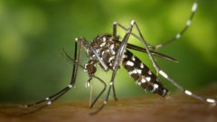 Piqures :  Comment se protéger du moustique tigre