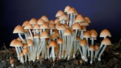 La croissance des champignons en time-lapse | Futura