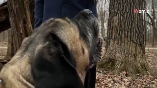 Ce chien a passé 7 ans en cage : deux influenceurs font 24H de ...