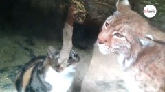 Le chat entre dans la cage du lynx au zoo : la réaction du gros chat a surpris tout le monde