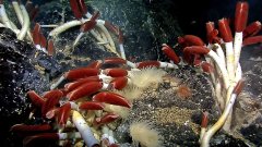 Des sources hydrothermales océaniques entourées de vers géants