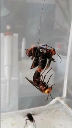 Reine frelon géant s'accouplant avec un mâle | Futura