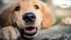 Cómo saber si tu perro te quiere
