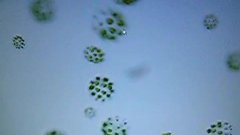 Une algue à trois sexes ! | Futura