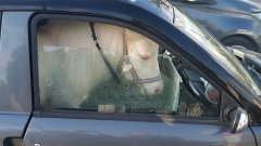Arrêtée par la police car elle transportait un poney dans une voiture sans permis
