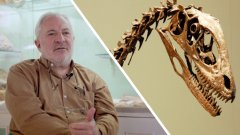 Interview : comment se forment les fossiles de dinosaures ?