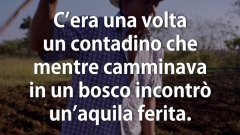La storia dell'aquila che ha superato le sue paure