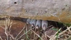 Des champignons terrifiants qui ressemblent à des doigts de zombies