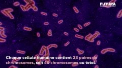 Combien pèsent tous les chromosomes humains ? | Futura