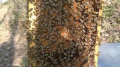 «En 20 ans, je n'avais jamais vu ça», un apiculteur stupéfait par la production de miel par ses abeilles