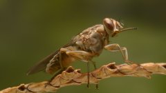 La maladie du sommeil sévit toujours dans 36 pays d’Afrique