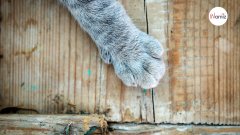 5 choses à savoir sur les pattes des chats !