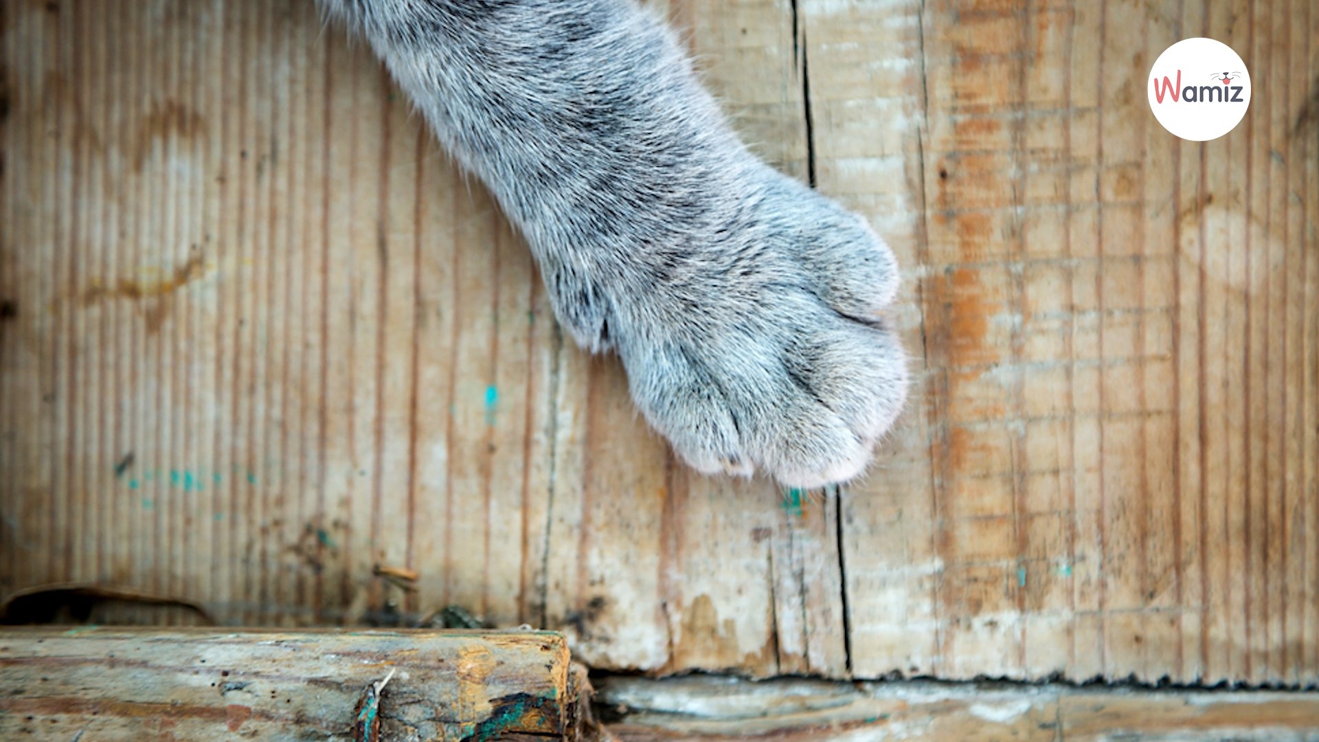 5 Choses à Savoir Sur Les Pattes Des Chats 3412