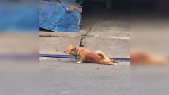 Un chien simule une blessure pour avoir de la nourriture