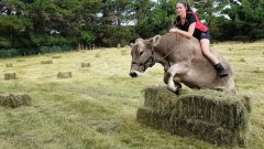 Les parents ne lui achètent pas de cheval : elle décide d'apprendre le saut d'obstacles à une vache (vidéo)