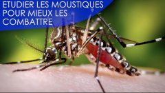 Interview : la lutte contre les moustiques est-elle sans fin ?