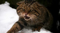 Australie: Le gouvernement va tuer deux millions de chats sauvages avec des saucisses empoisonnées