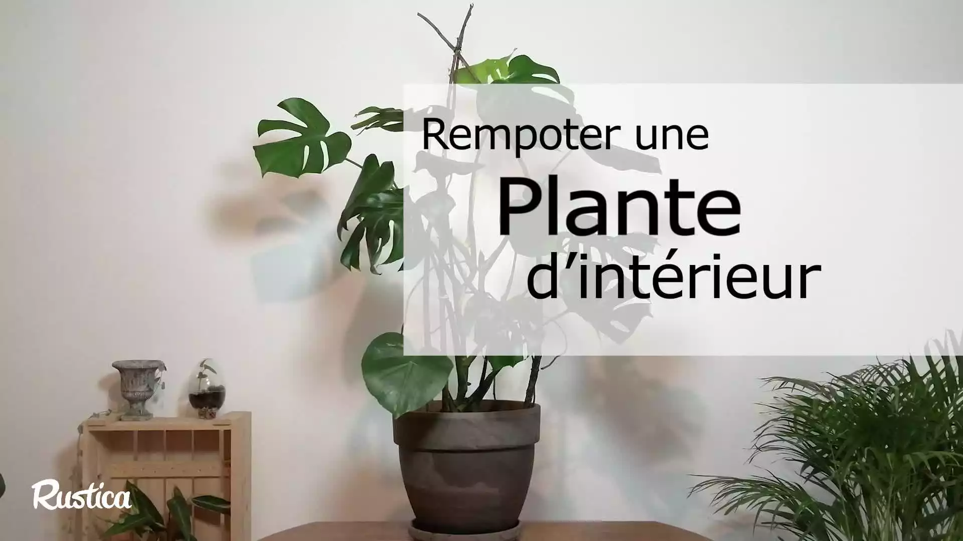 Comment rempoter une plante d'intérieur ?