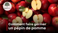 Comment faire germer un pépin de pomme