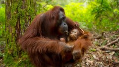 Les derniers orangs-outans de Bornéo filmés dans leur habitat naturel !