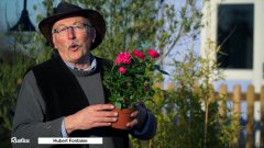Comment bouturer un mini-rosier à l'étouffée