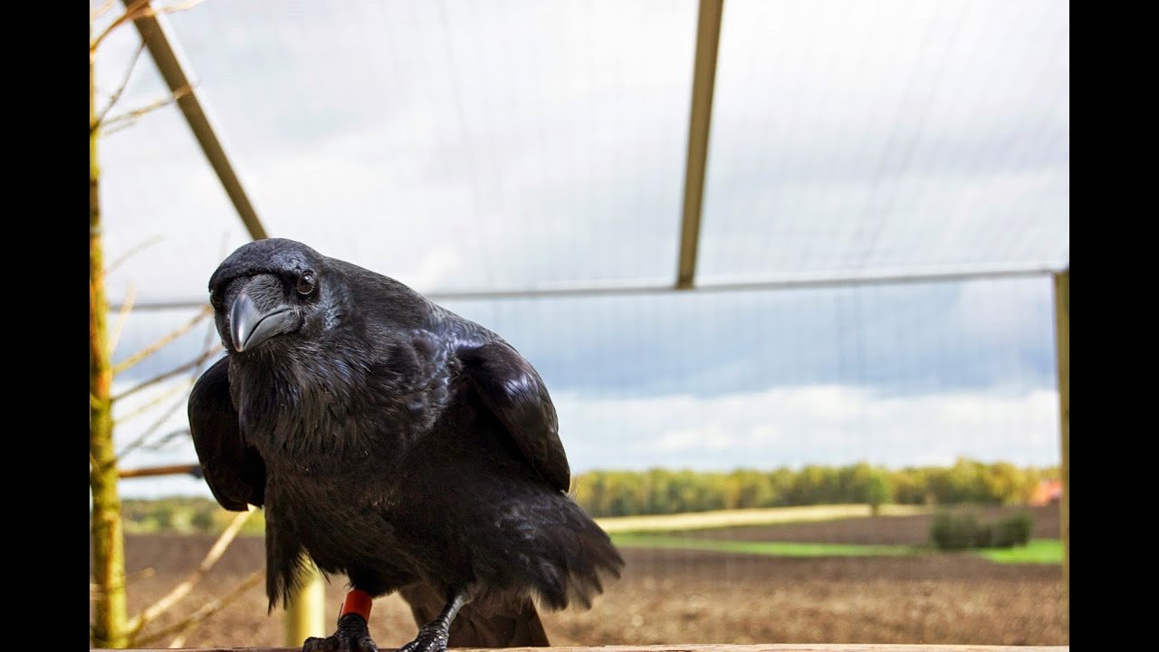 Les corbeaux, aussi, ont leur école - Sciences et Avenir