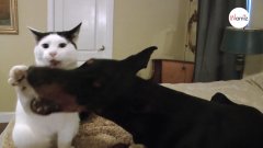 Gatito provoca a un dóberman con un resultado que nadie esperaba