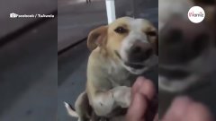 A algunos los perros de la calle le dan asco, otros hacen esto (Vídeo)