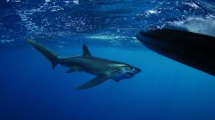 Le requin pélagique et son incroyable technique de chasse